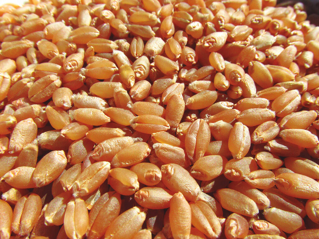 -fermentato di grano
- fermentato di grano con capacità prebiotiche e anti-infiammatorie
- Triticum aestivum
-processo di fermentazione di sfarinati di grano biologico
- lisato di grano
- ridurre, a livello delle cellule del colon
- l’infiammazione e lo stress ossidativo