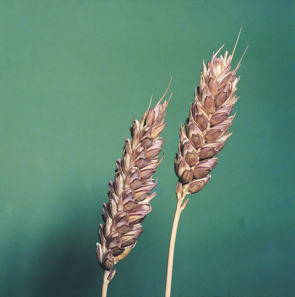 Triticum sativum, grano