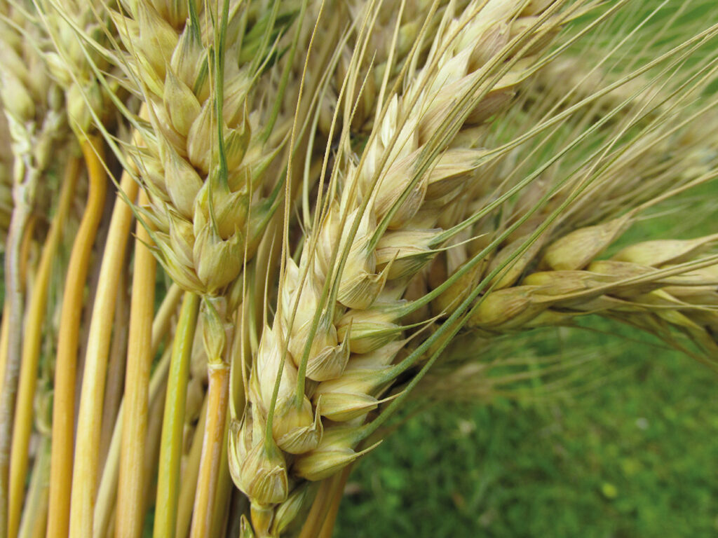 - Fermentazione del grano con pasta madre
- lisato di grano con importanti proprietà nutraceutiche
- La fermentazione dei cereali
- polifenoli
- antiossidanti