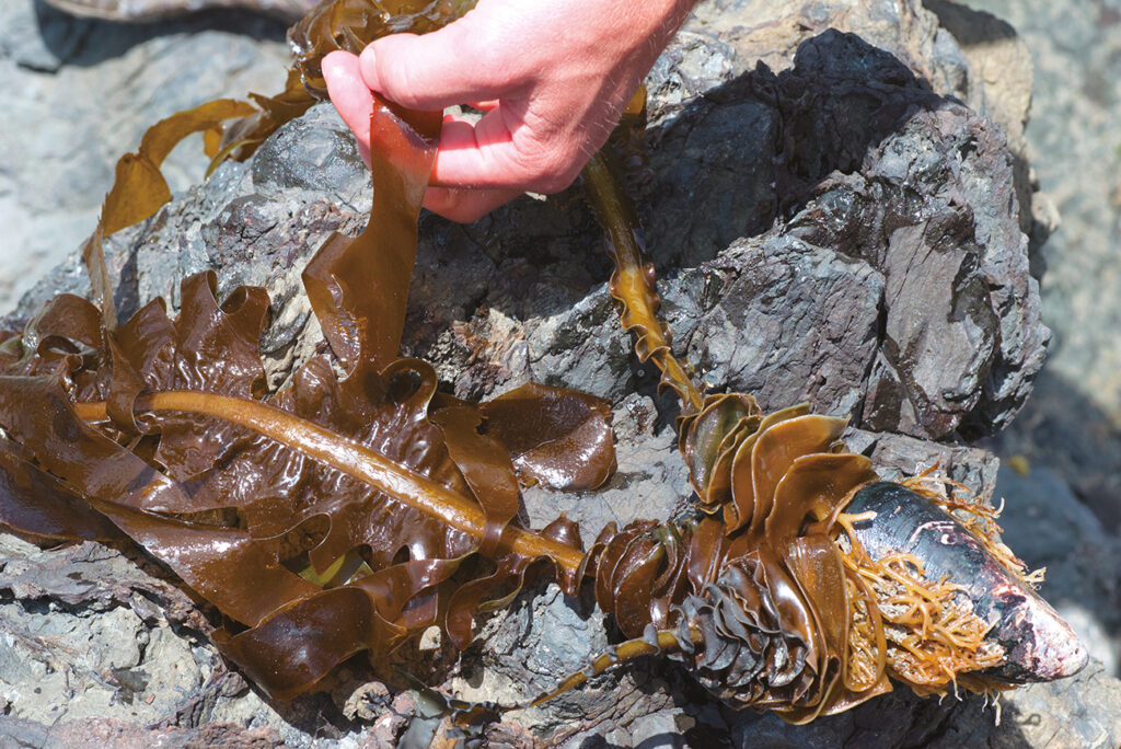 Types of Seaweed found 
Japanese Traditional Food
Seaweed and Obesity

