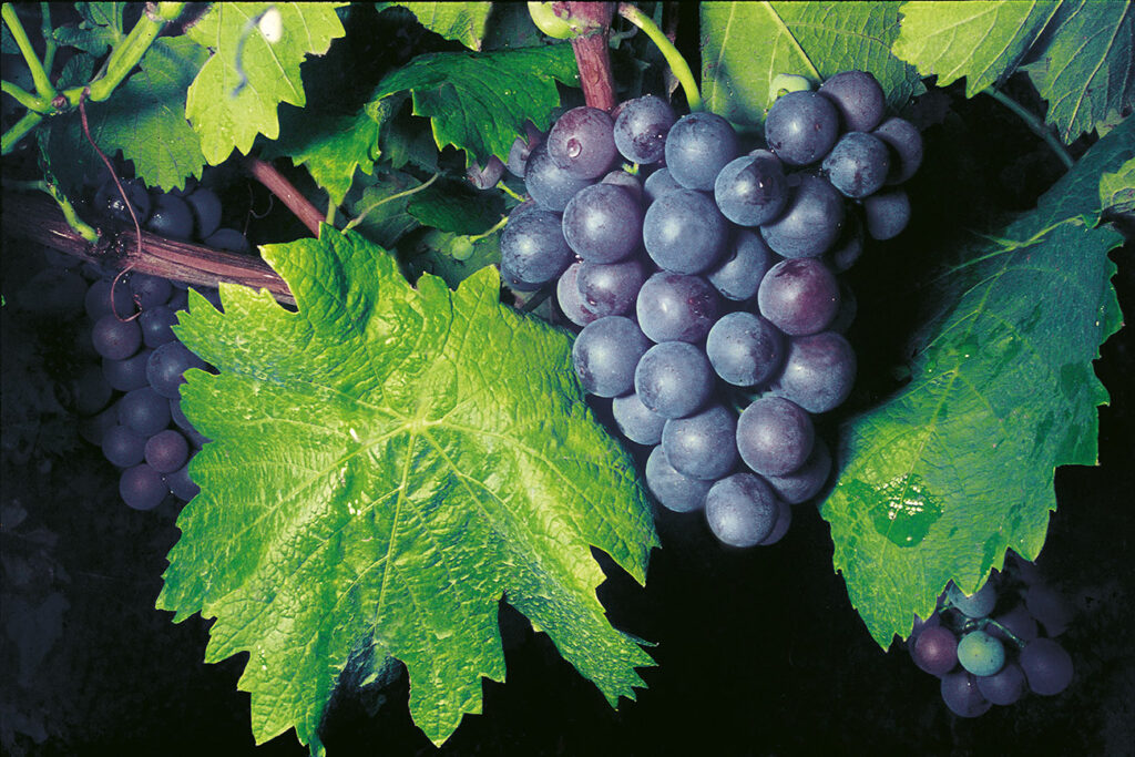 -Una compressa Vin-cente per la prevenzione cardiovascolare
-rischio delle malattie cardiovascolari
-polifenoli estratti dalle vinacce
-metabolita ad azione pro-aterosclerotica