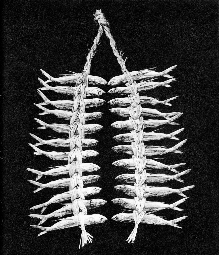 - IMBALLAGGI COMMESTIBILI.
- La biodeteriorabilità.
-  La biodegradazione.