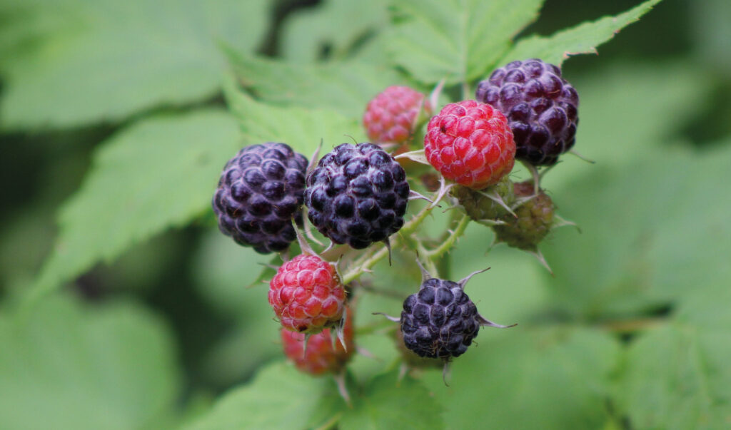 lampone nero, rubus occidentalis