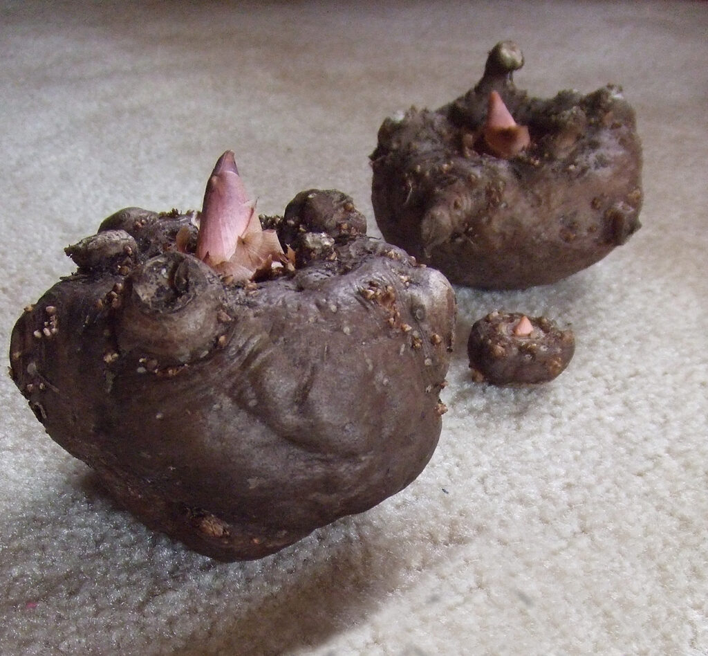 Ricerca cosmesi
Le ceramidi come arma di difesa. della nostra pelle
Amorphophallus konjac tubero.  
Importante fonte di ceramidi, Amorphophallus konjac è un tubero molto utilizzato come integratore alimentare in Giappone 