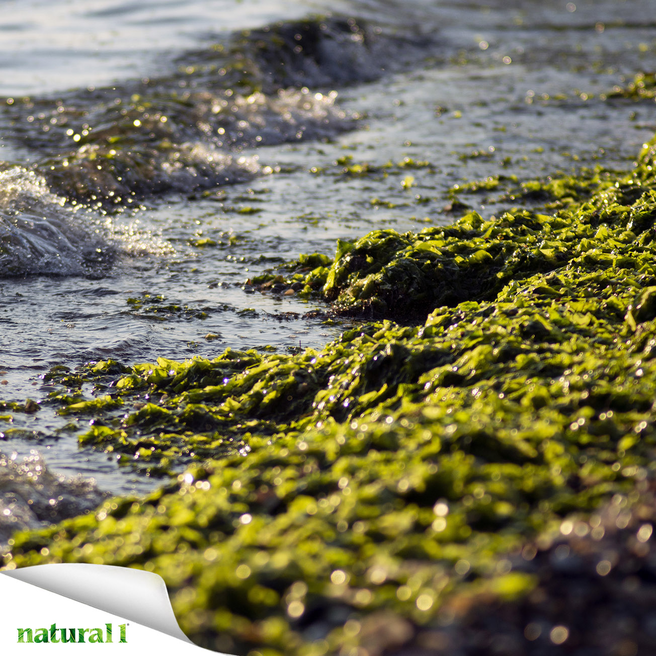 Le alghe costituiscono una composita aggregazione artificiale, appartenente a molteplici linee evolutive, che si riflette in una considerevole diversità genetica.
Più informazioni nell'articolo “Valorizzazione della filiera dell'acquacoltura attraverso l'utilizzo di scarti del mare:il progetto Valdimar-ER” pubblicato a pagina 41 del numero di luglio-agosto 2026.
https://natural1.it/valorizzazione-della-filiera-dellacquacoltura-attraverso-lutilizzo-di-scarti-del-mare-il-progetto-valdimar-er/

Photo credit: lasaa

Per sfogliare il numero di luglio-agosto 2026 copia e incolla questo link:
https://online.pubhtml5.com/xcmo/dsgw/#p=1

#alghe #mare #acquacoltura #scarti #macroalghe #proliferazionealgale #ulva #gracilaria #natural1rivista #natural1