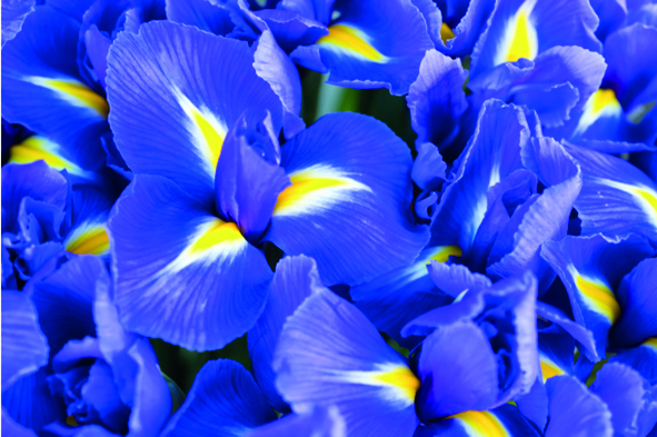 iris fiorentina, oli essenziali, ecologia