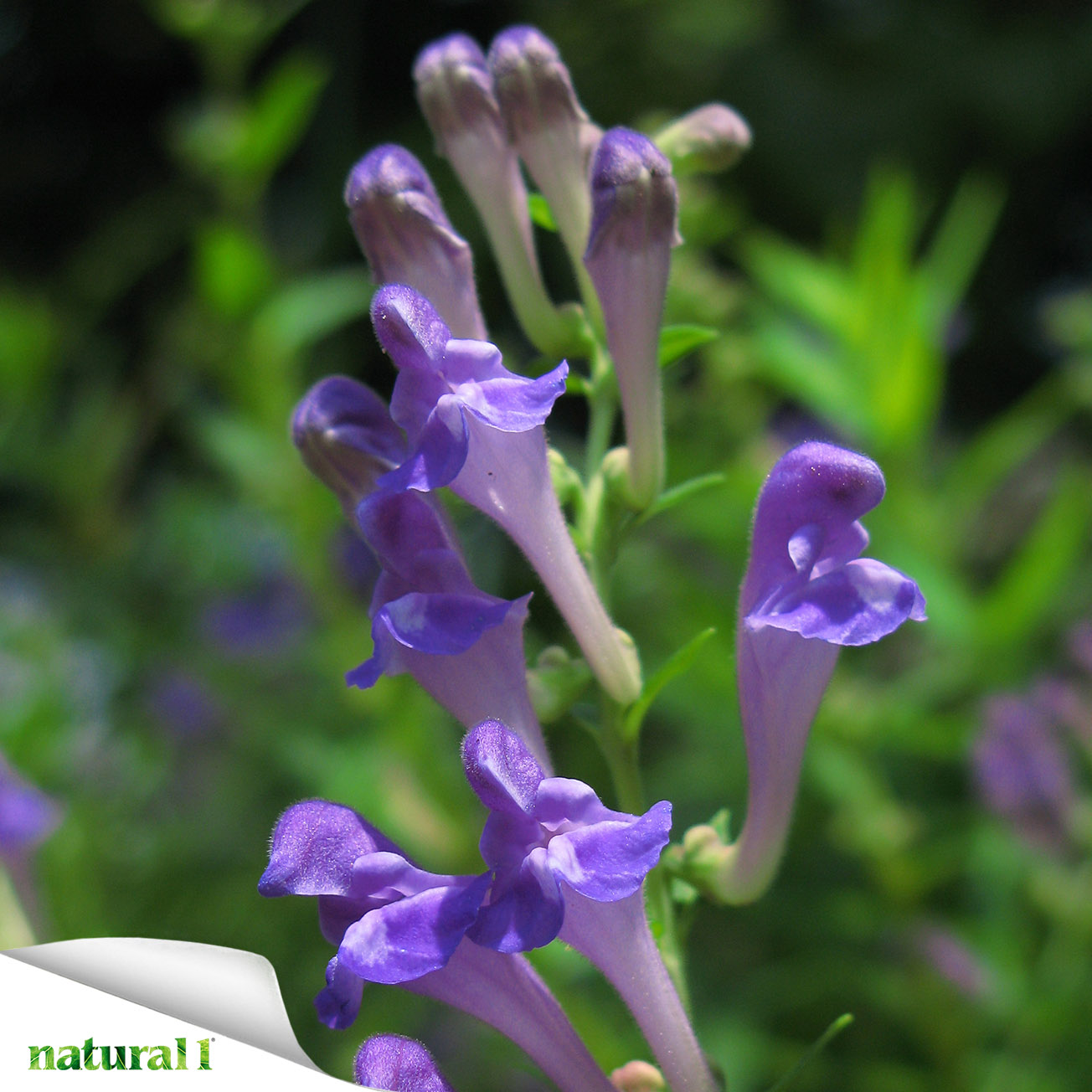 Scutellaria baicalensis contiene un’ampia varietà di composti polifenolici, con particolare riferimento a flavonoidi, che costituiscono i suoi principali costituenti bioattivi.
Più informazioni nell'articolo “Cuore e Natura. Un’alleanza scientifica contro lo stress ossidativo, l’infiammazione e i marcatori di danno cardiaco”, pubblicato a pagina 35 del numero di maggio 2026.
https://natural1.it/cuore-e-natura-unalleanza-scientifica-contro-lo-stress-ossidativo-linfiammazione-e-i-marcatori-di-danno-cardiaco/

Photo credit: TANAKA Juuyoh (田中十洋)

Per sfogliare il numero di aprile 2026 copia e incolla questo link:
https://online.pubhtml5.com/xcmo/ylxf/#p=1

#scutellariabaicalensis #polifenoli #flavonoidi #bioattivi #stressossidativo #cuore #dannocardiaco
#natural1rivista #natural1