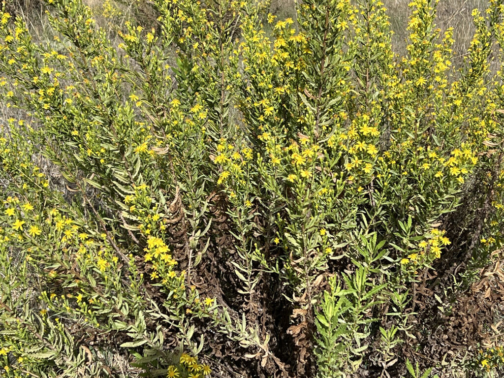 dittrichia viscosa