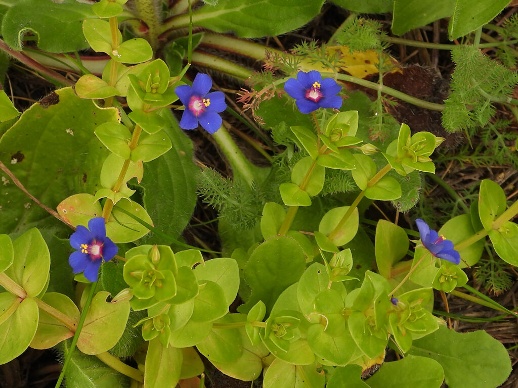lysimachia arvensis