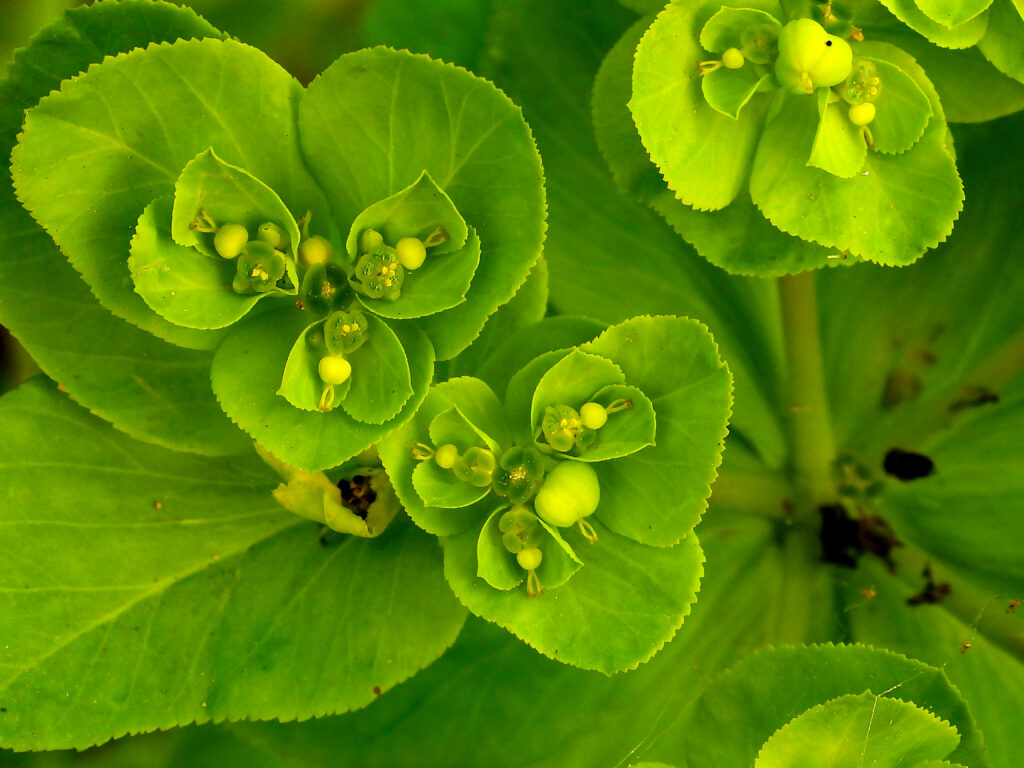 heuphorbia helioscopia