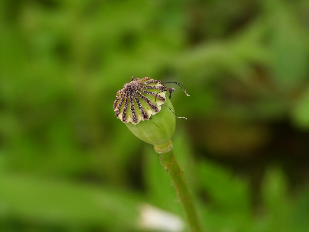 papavero, papaver rhoeas