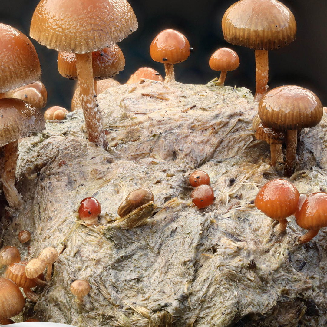 La maggior parte dei funghi conosciuti per la produzione di psilocibina appartiene al genere Psilocybe, anche se composti analoghi sono stati identificati in altri generi.
Più informazioni nell'articolo “Psilocibina, una molecola di origine naturale al confine tra farmacologia, neuroscienze e salute mentale” pubblicato a pagina 49 del numero di ottobre 2026.
https://natural1.it/psilocibina-una-molecola-di-origine-naturale-al-confine-tra-farmacologia-neuroscienze-e-salute-mentale/

Photo credit: janet graham

Per sfogliare il numero di ottobre 2026 copia e incolla questo link:
https://online.pubhtml5.com/xcmo/zxny/#p=1

#psilocybe #psilocibina #funghiallucinogeni #neuroscienze #salutementale #natural1rivista #natural1