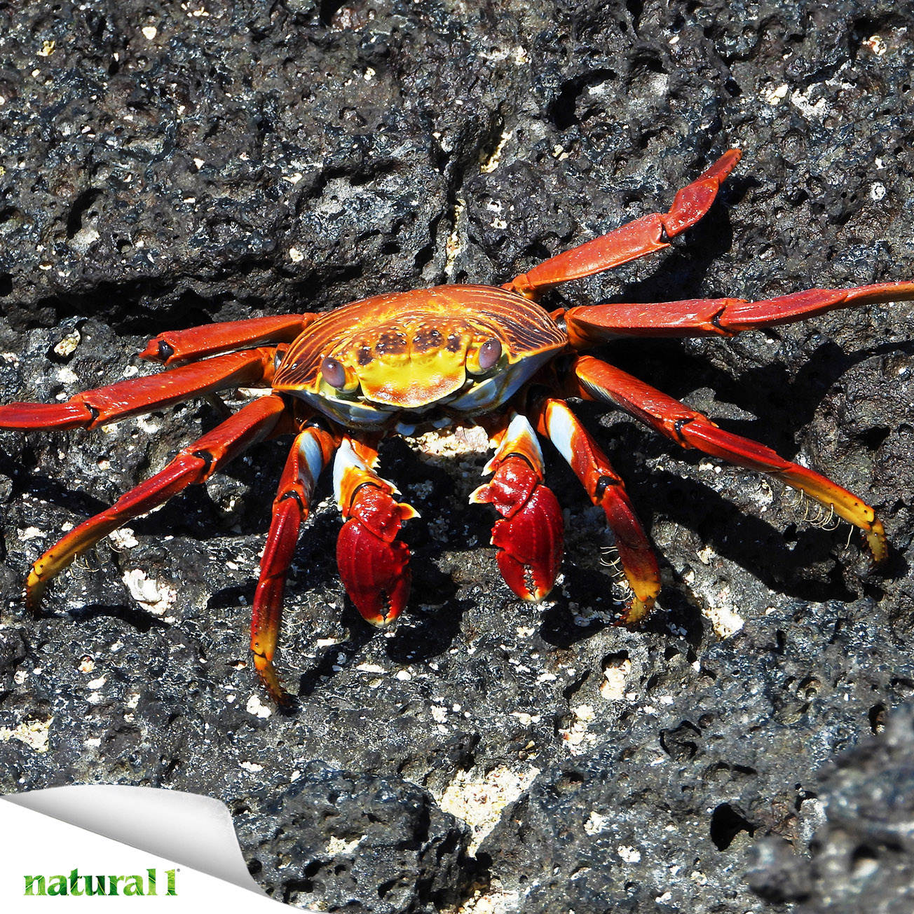 In natura la chitina è presente negli insetti e nel carapace dei crostacei e rappresenta il polimero più diffuso nel mondo dopo la cellulosa.
Più informazioni nell’articolo “Incredibile ma vero. La chitina dei tessuti-veicolo viene trasformata in acido ialuronico” pubblicato a pagina 19 del numero di luglio-agosto 2026.
https://natural1.it/incredibile-ma-vero-la-chitina-dei-tessuti-veicolo-viene-trasformata-in-acido-ialuronico/

Photo credit: Jenny Pansing

Per sfogliare il numero di luglio-agosto 2026 copia e incolla questo link:
https://online.pubhtml5.com/xcmo/dsgw/#p=1

#acidoialuronico #chitina #tessutiveicolo #carapace #crostacei #cosmeceutici #nutraceutici #natural1rivista #natural1