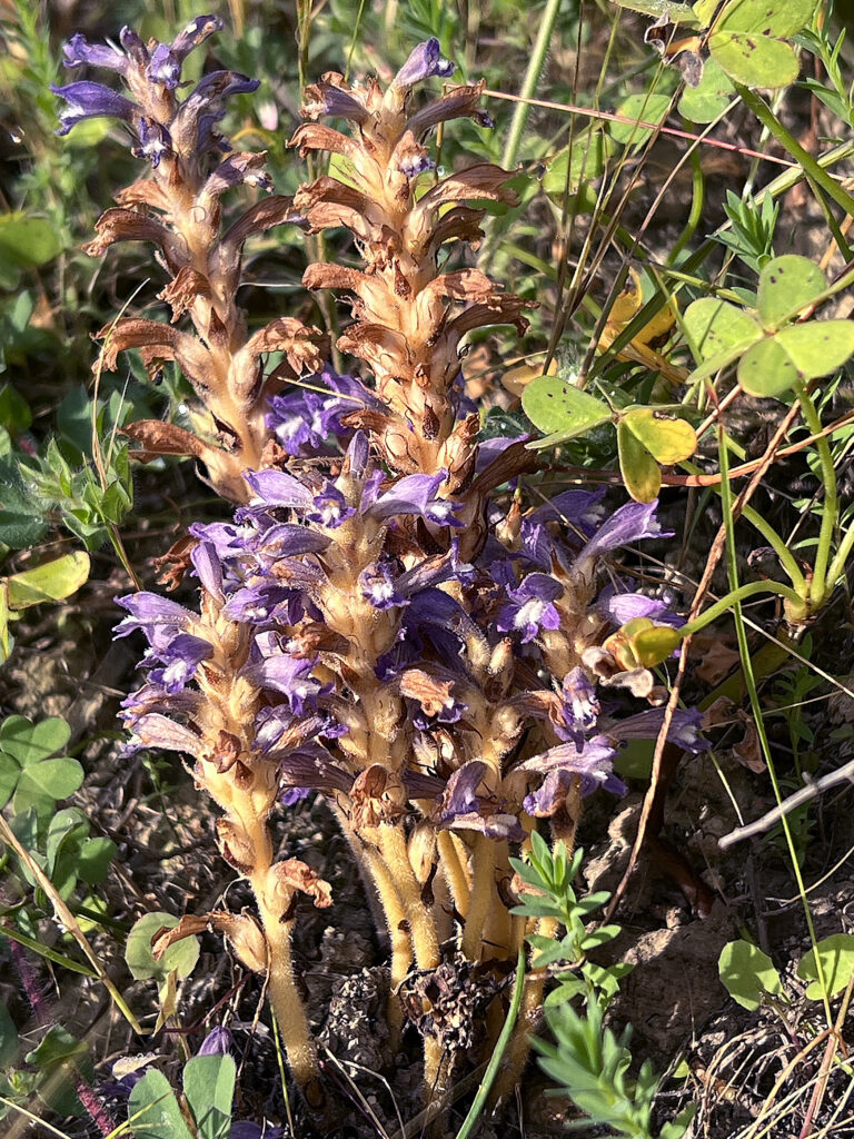 orobanche ramosa, ramificazioni