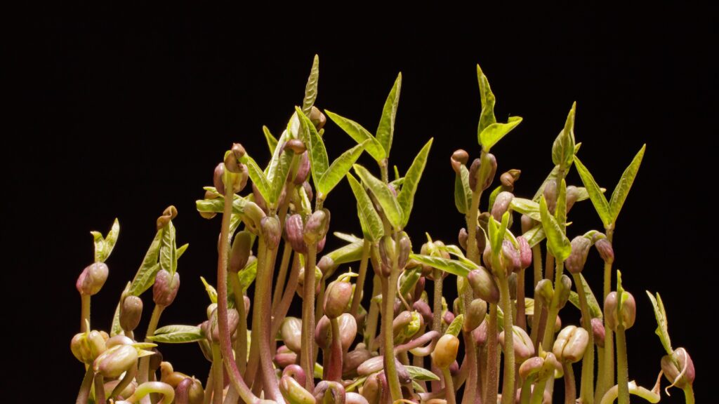 triticum aestivum, wheat sprouts