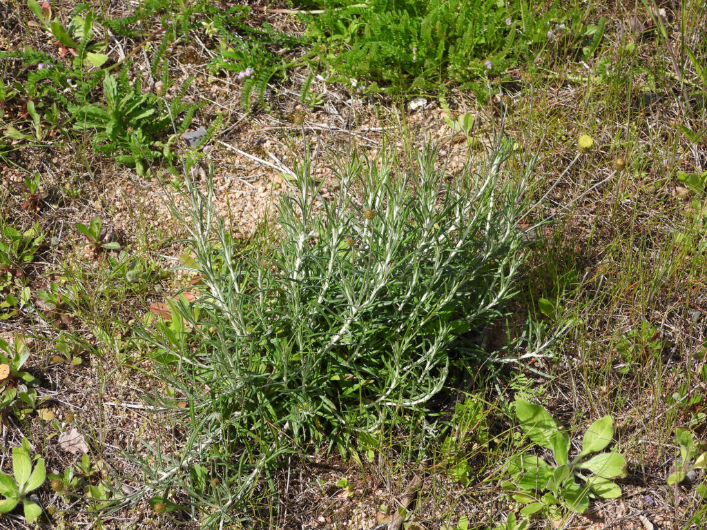 hagnalon saxatile, flora urbica