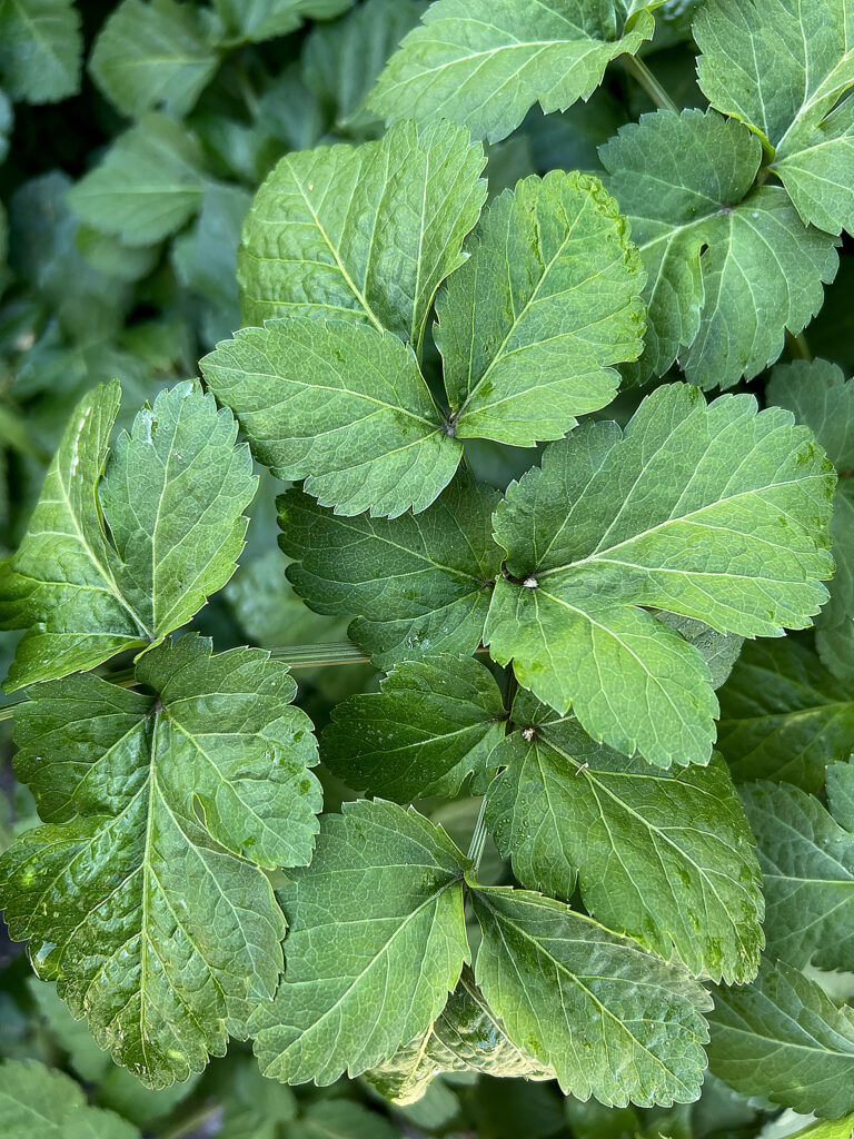 smyrnium olusatrum, foglie