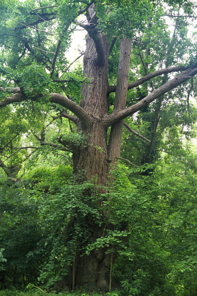 ginkgo biloba