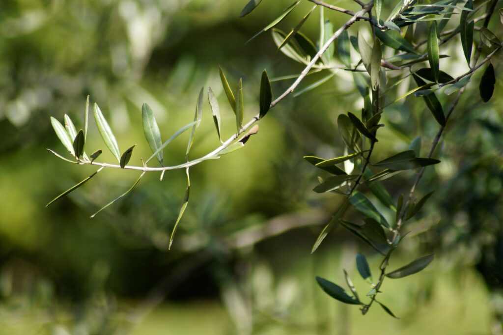 olea europaea, ulivo