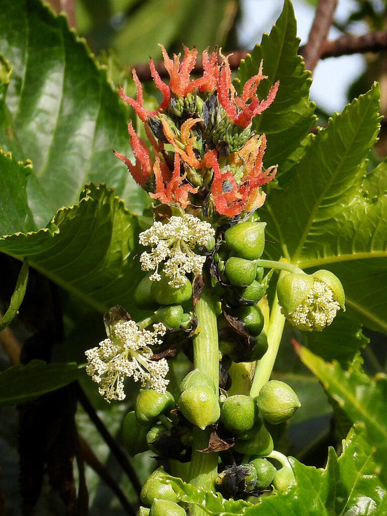 ricinus communis infiorescenze