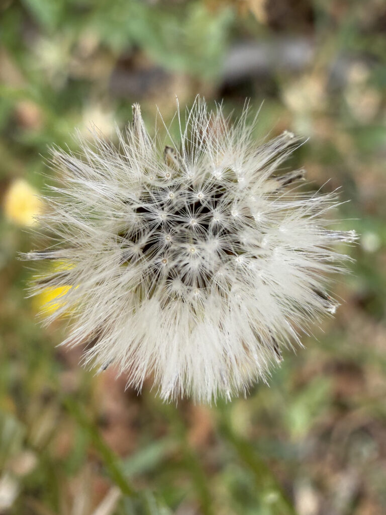 Hypochaeris glabra