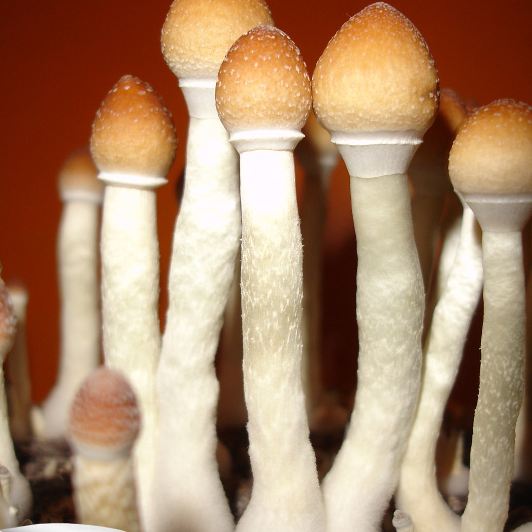 La psilocibina rappresenta oggi uno dei capitoli più stimolanti della ricerca in neuropsicofarmacologia. Da molecola isolata da funghi del genere Psilocybe, è diventata un possibile strumento per indagare la relazione tra cervello, esperienza soggettiva e cambiamento terapeutico.
Più informazioni nell'articolo “Psilocibina, una molecola di origine naturale al confine tra farmacologia, neuroscienzee salute mentale”, publicato a pagina 49 del numero di ottobre 2026.
https://natural1.it/psilocibina-una-molecola-di-origine-naturale-al-confine-tra-farmacologia-neuroscienze-e-salute-mentale/

Photo credit: Dr. Brainfish

Per sfogliare il numero di ottobre 2026 copia e incolla questo link:
https://online.pubhtml5.com/xcmo/zxny/#p=1

#psilocybe #psilocibina #funghiallucinogeni #neuroscienze #salutementale #natural1rivista #natural1