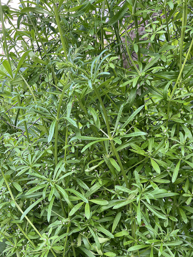 galium aparine L., attaccamani