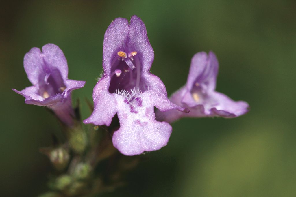 calamintha nepeta, pianta erbacea